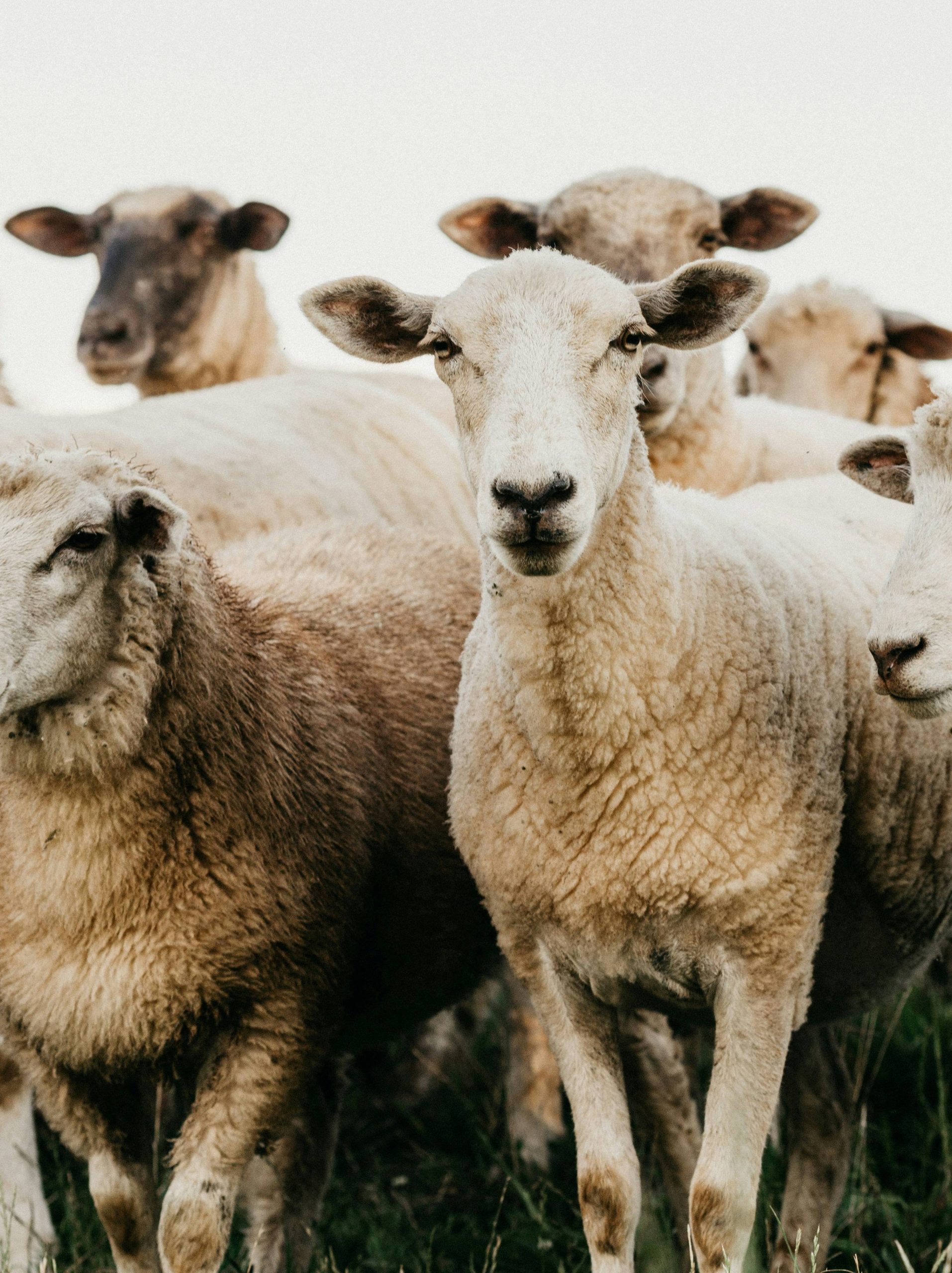 jonathan-borba-5rT7w5CJxQU-unsplash jonathan-borba-5rT7w5CJxQU-unsplash