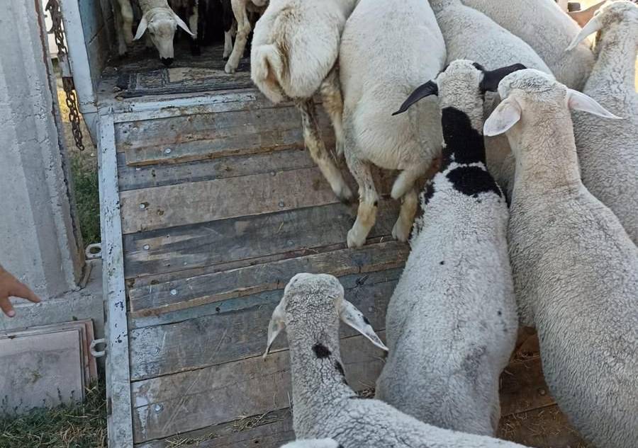 Pendik Adak Kurban Pendik Adak Kurban