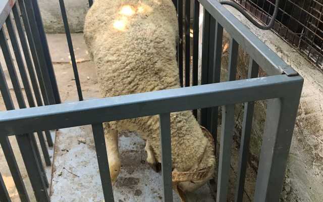 Pendik Kurban Satış Yeri ile güvenilir küçükbaş kurbanlık alımı, İslami usullere uygun kesim ve ücretsiz teslimat hizmetiyle ibadetinizi kolayca gerçekleştirin.